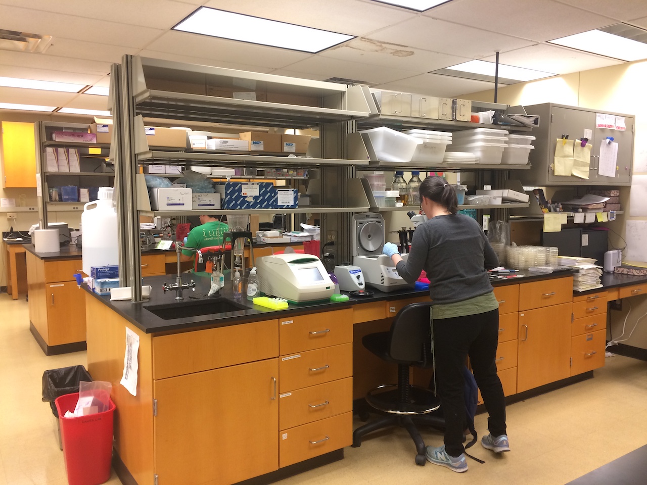 Adriana in her wet lab in Molecular Genetics at OSU