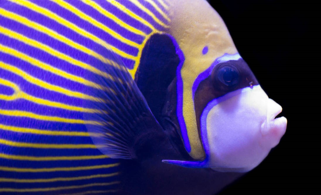What kicked off my interest in pattern formation – the Emperor Angelfish (Pomacanthus imperator)