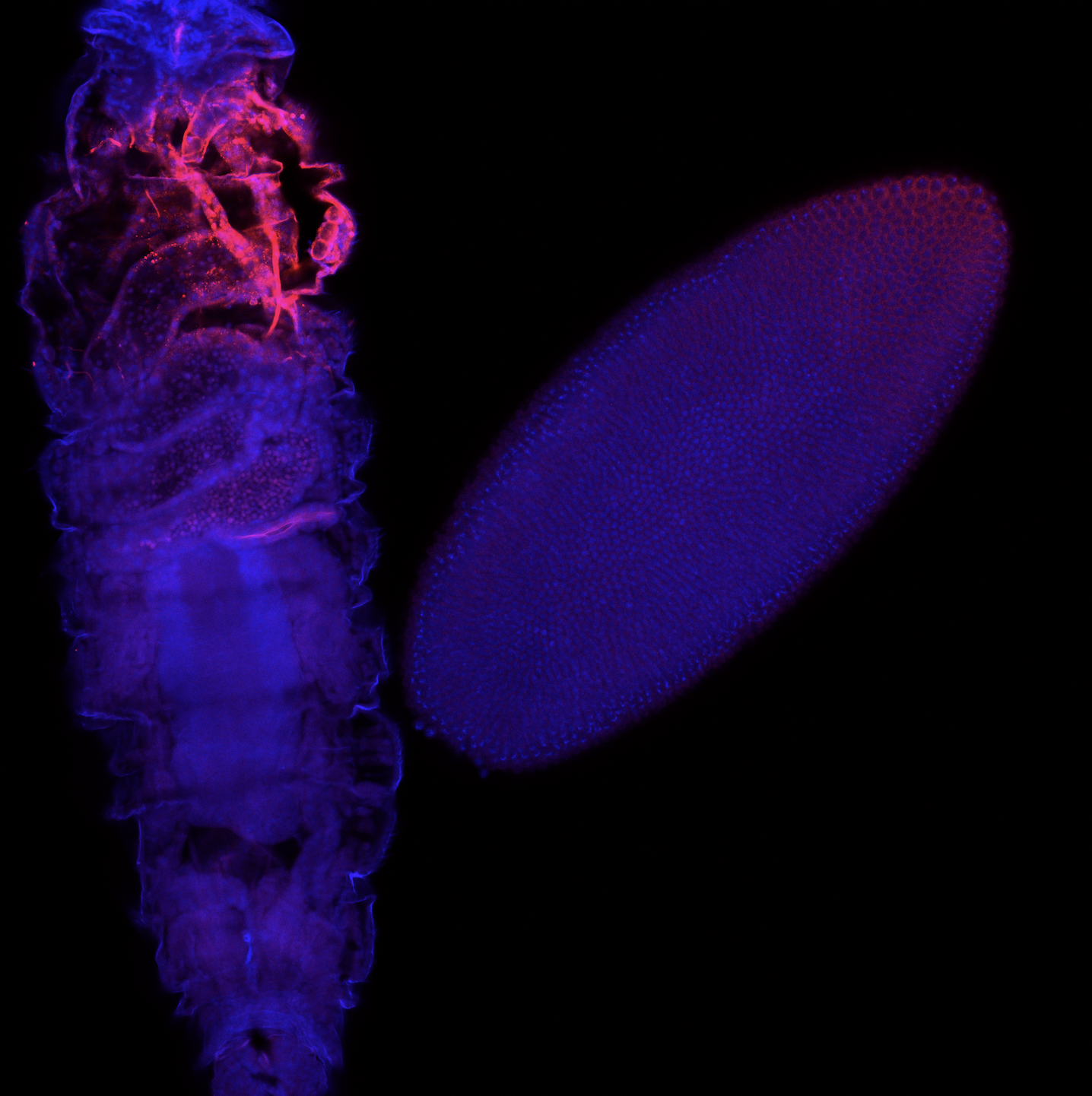 A fruit fly embryo (right) and larva (left) stained for a particular protein (red).  The blue stain is meant to help identify the nucleus.