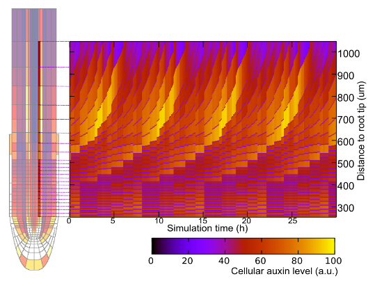 Kymograph of Kirsten's auxin root model